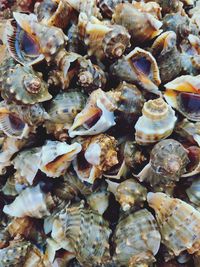 Full frame shot of seashells