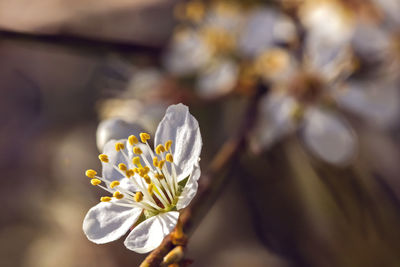 Close-up of white flowering plant