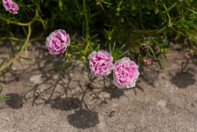 Close-up of pink flowers blooming outdoors