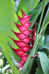 Close-up of red plant