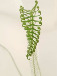 Close-up of fern leaf