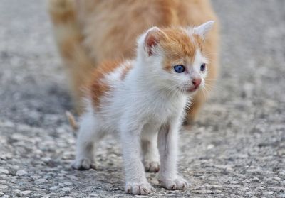 Portrait of a cat looking away