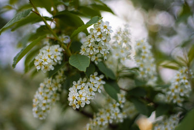 Close-up of flowering plant