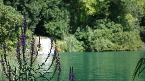 Reflection of trees in water