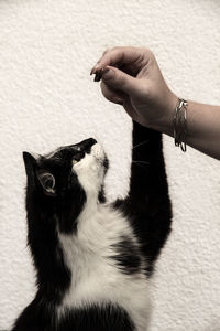 Close-up of hand feeding cat