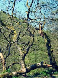 Bare trees against sky