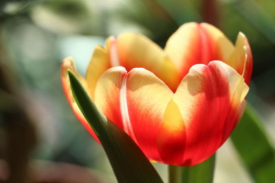 Close-up of tulip blooming outdoors