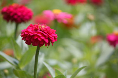 Close-up of pink flowering plant