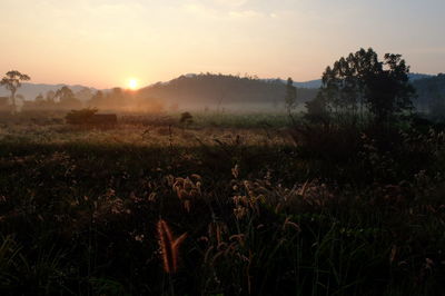 Scenic view of field against sky during sunset