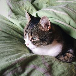 Close-up portrait of cat