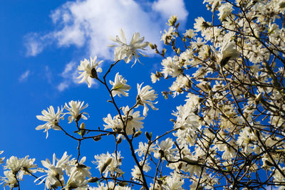 Close-up of cherry blossoms against blue sky