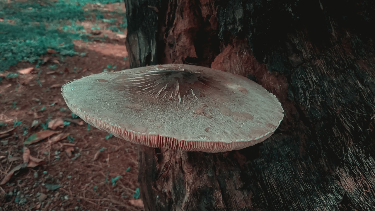 CLOSE-UP OF MUSHROOM ON TREE TRUNK