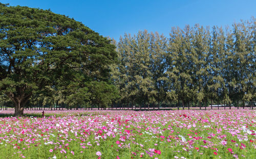 View of flowering plants on field against trees