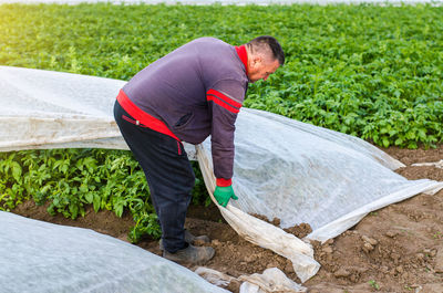 A farmer removes protective agricultural cover from a potato plantation. opening of potato bushes