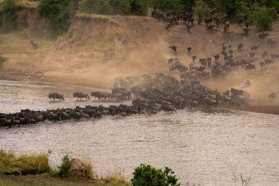 Blue wildebeest