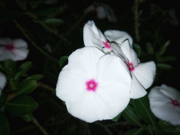 Close-up of white flowering plant on field