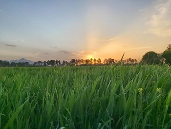 Crops growing on field against sky during sunset