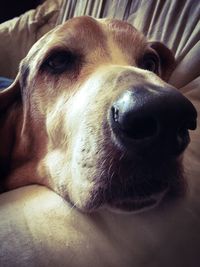 Close-up portrait of dog