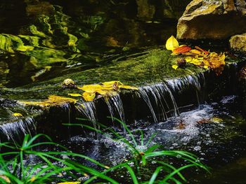 Plants growing in water