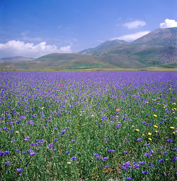 Flowers growing in field