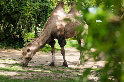 Horse standing in a field