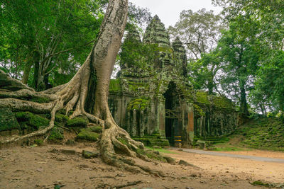 Angkor thom gate with an old tree in the foreground in siem reap