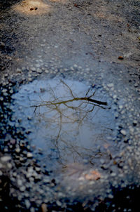 Reflection of bare trees in puddle