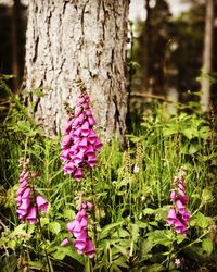 Close-up of pink flowering plant