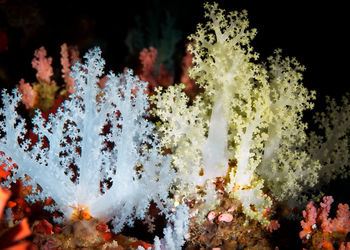 In the foreground are soft corals, one yellow and the other white.