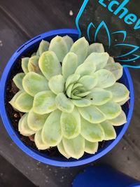 High angle view of succulent plant in bowl