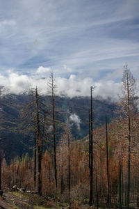 Scenic view of trees in forest against sky