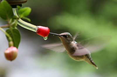 Side view of a bird flying against blurred background