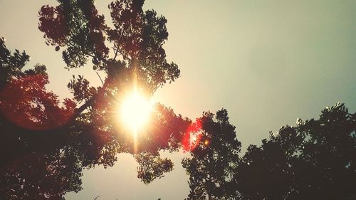 Low angle view of trees against sky