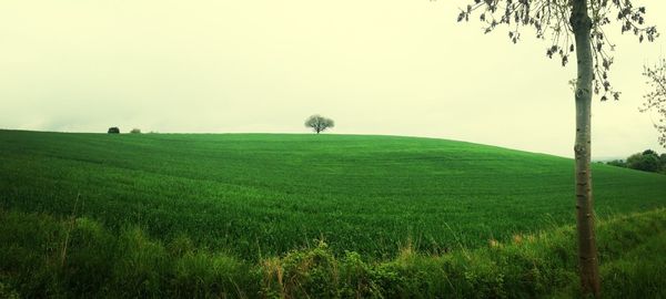 Scenic view of grassy field against sky