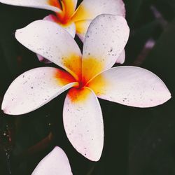 Close-up of water lily