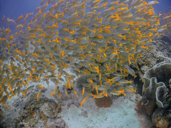 A large school of yellowtail snapper in el nido, palawan