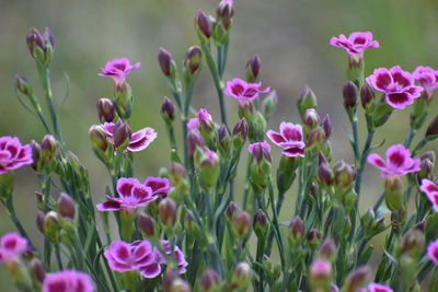 Close-up of pink flowering plants on field