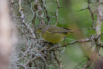 Close-up of bird perching on branch