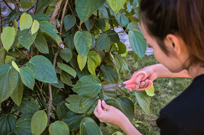 Series photo young woman harvest a fresh pepper from the tree and contain in basket