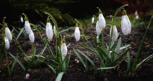 Close-up of white crocus flowers