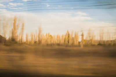 Scenic view of trees against sky