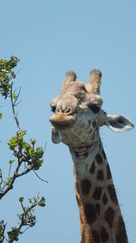 Low angle view of giraffe against clear sky