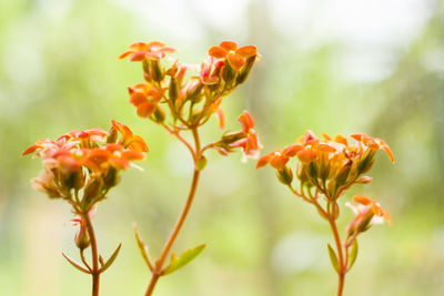 Orange flower and plant heads, houseplant, daytime