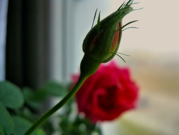 Close-up of red flower