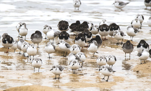 Flock of seagulls on beach