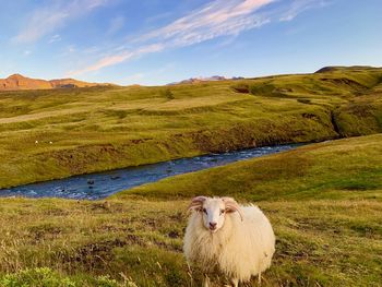 Sheep in a field