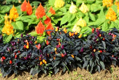 Close-up of orange flowering plants on field