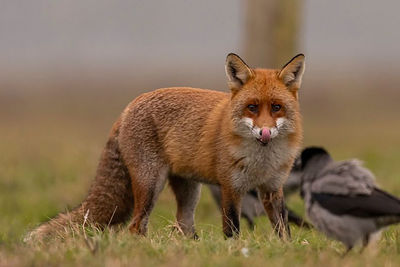 Fox in forest