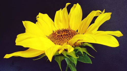 Close-up of yellow sunflower blooming outdoors