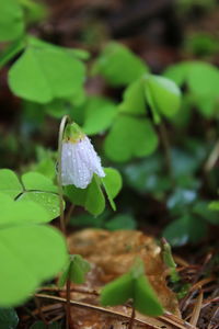 Close-up of plant